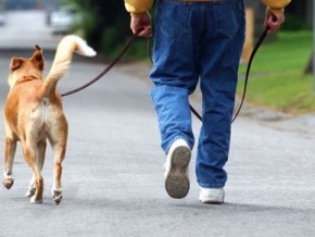 1264546633_man_walking_dog