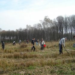 На Тернопільщині створили 70 гектари лісів
