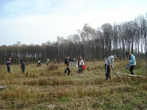 На Тернопільщині створили 70 гектари лісів