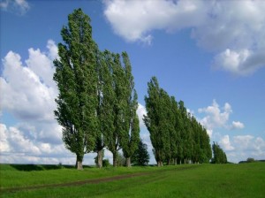 shevchenkove-532877