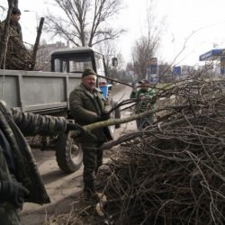 У Тернополі на Злуки підрізали дерева