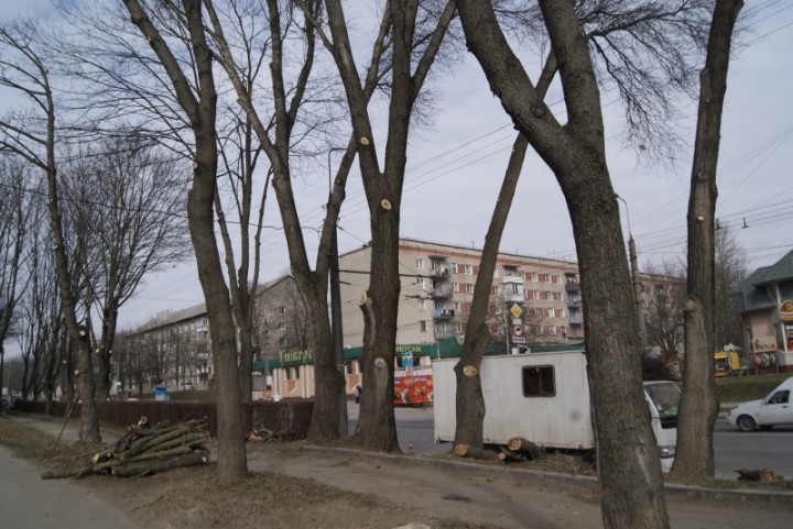 У Тернополі на Злуки підрізали дерева