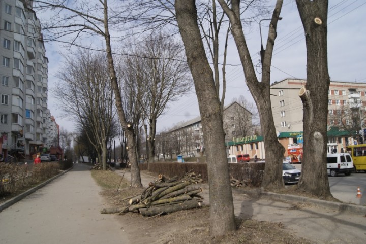 У Тернополі на Злуки підрізали дерева