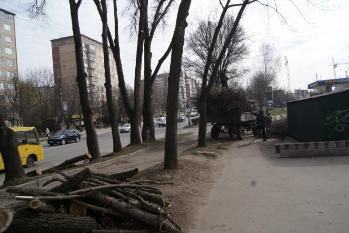 У Тернополі на Злуки підрізали дерева