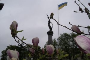 magnoliya-4