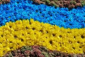 квіти