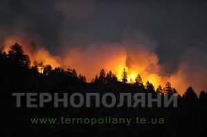 ліс
