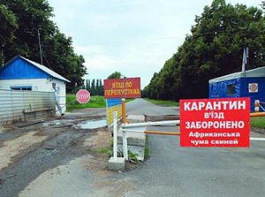 свині
