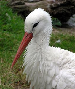 270px-bristol-zoo-white-stork-head-arp