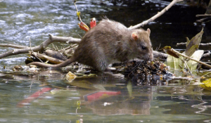 Kencing-Tikus-Apa-Faktor-Tanda-Rawatan-Langkah-Pencegahan1