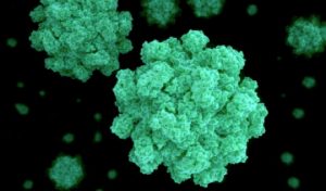 hpiNorovirus_default
