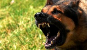 pet-liability-insurance