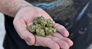 1487068098_marijuana