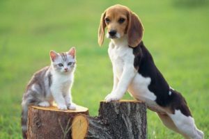 cats_dogs_bg.cbe99670964f1ff176763f5d7f803115-300x200