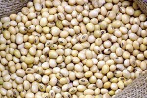 soya