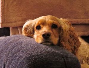 Cocker