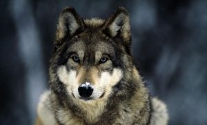 desk-top-grey-wolf-snow