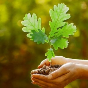 oak-sapling-hands_green(3077)
