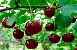 prunus-cerasus-top