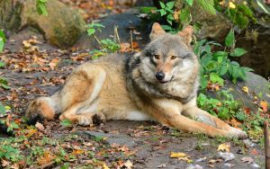 Eurasian_Wolf_in_Skansen_Zoo_1
