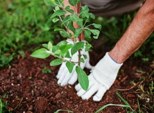 best-soil-for-gardens