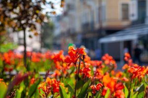 117927471_1594901450693846_2749808312072189208_n