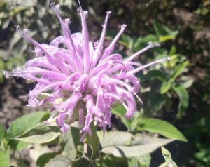 43a5618a2845a7b67e42b7190159f62f_XL