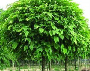 121284232_1652677424916248_4469688840013481127_n