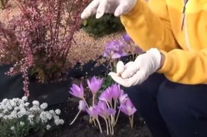 Hh97f1bLg92kh3WmCo8JaAMJwsL8wuSxgsvy3WRt