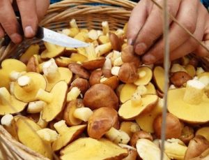 babc880a94852eb5700a370e6b891047_M