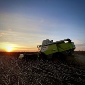 Kontinental_zbir_kukurudzy_foto_Maks_Marmura