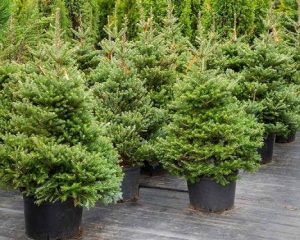 startue-prodag-novorichnih-yalinok-2020-468x375