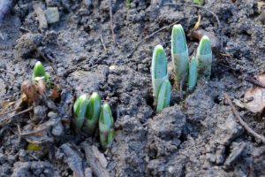 134655034_3951055318261435_4688794302427423857_o