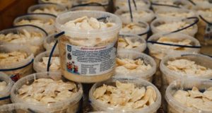 fabryka-varenyka-620x330