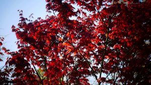 176209750_1809305995920056_7634523541489293031_n