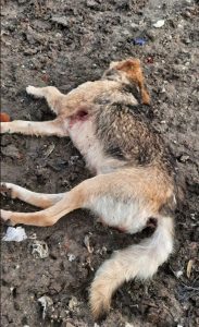 застрелили собак