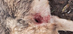 застрелили собак чортків