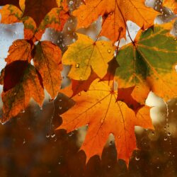Weather forecast for Ternopil region
