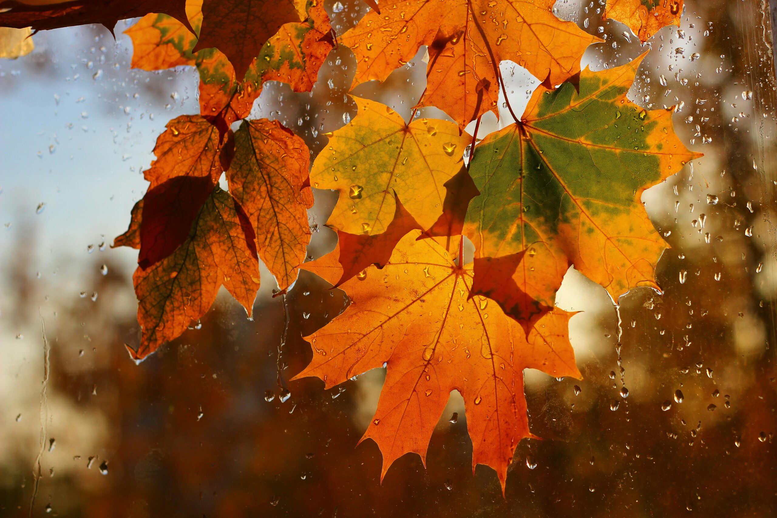 Weather forecast for Ternopil region