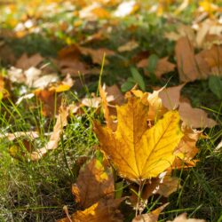 Here is a 50-character alternative text for the weather forecast image: Colorful autumn leaves frame a weather forecast image