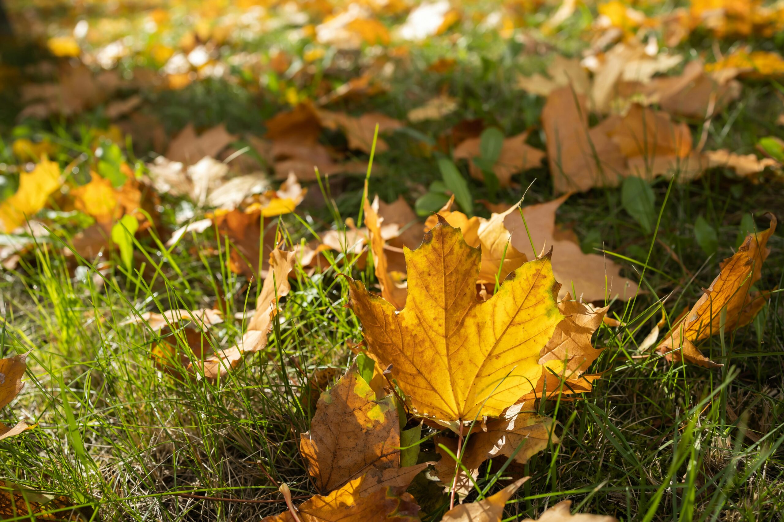 Here is a 50-character alternative text for the weather forecast image: Colorful autumn leaves frame a weather forecast image