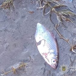 Загибель риби у водоймі на Тернопільщині: поліція розслідує