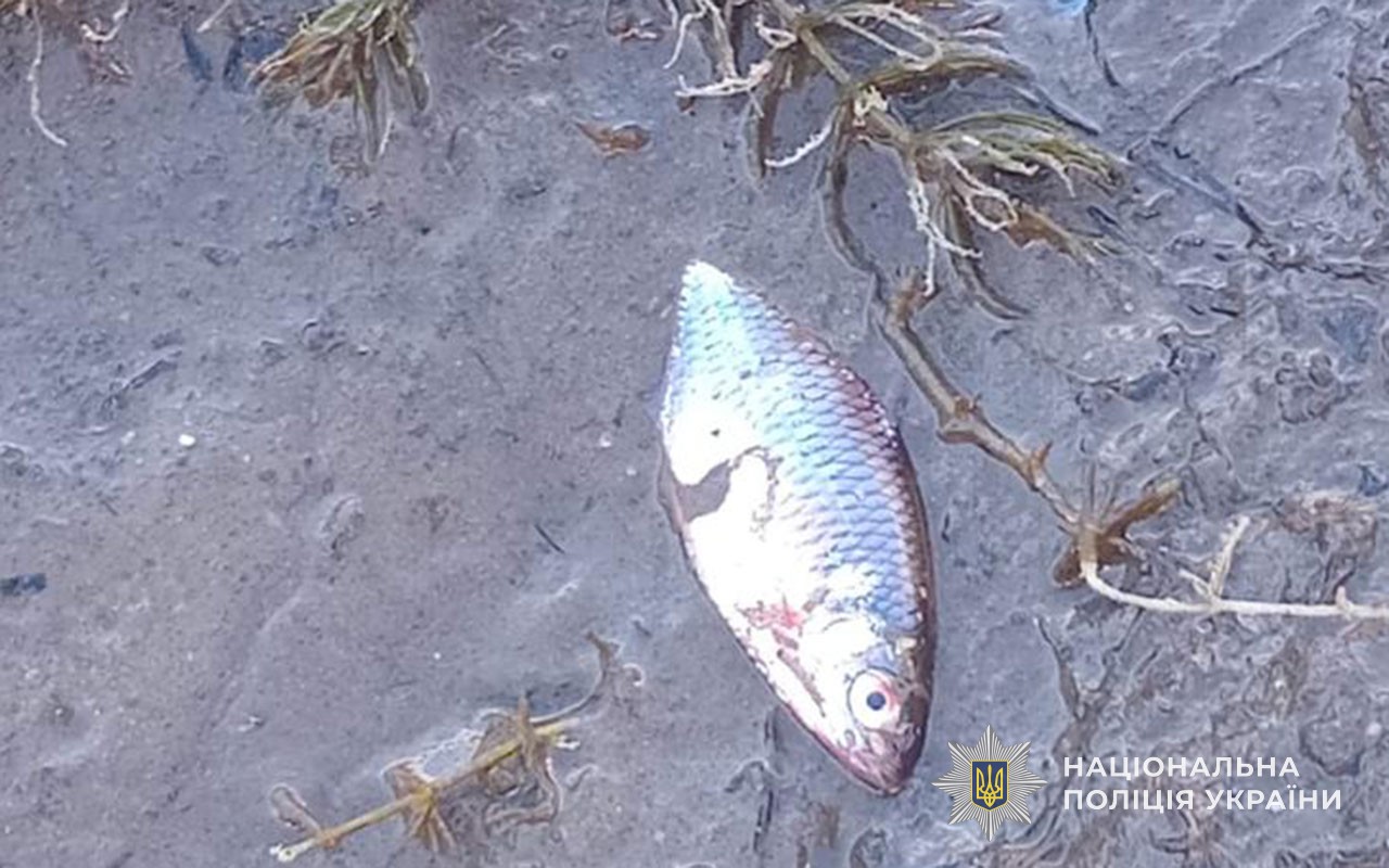 Загибель риби у водоймі на Тернопільщині: поліція розслідує